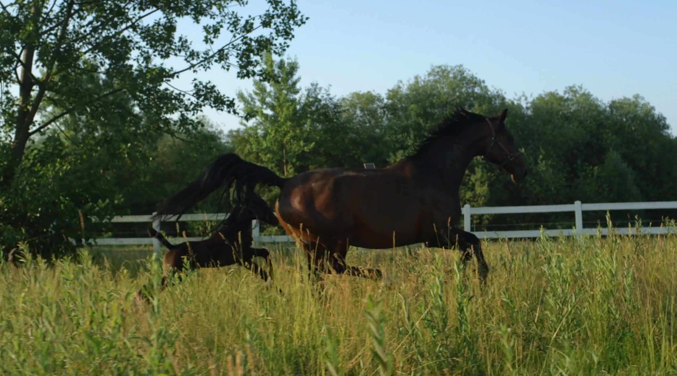 EquestrianProperty4Sale Equestrian Property Search